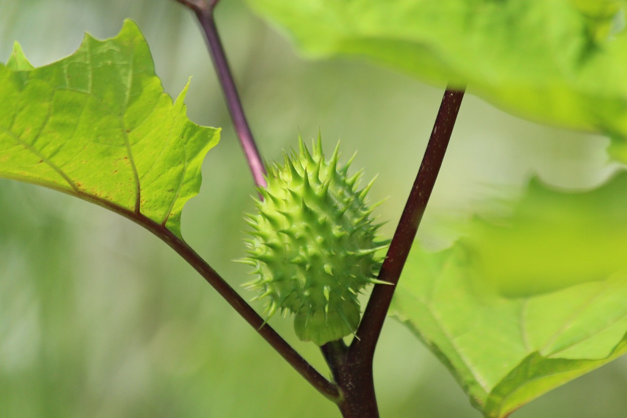 ¿Dónde crece la Datura?