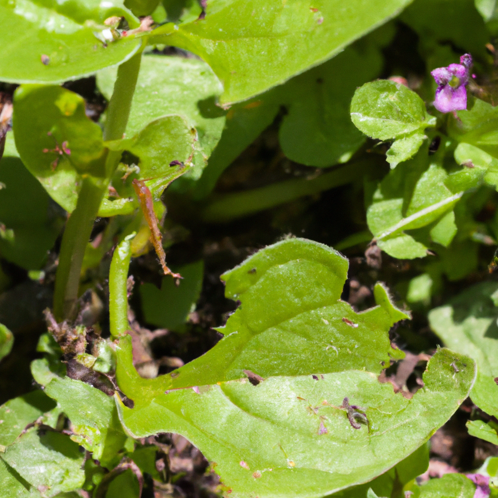 ¿Cuáles son las plagas más comunes en las plantas?