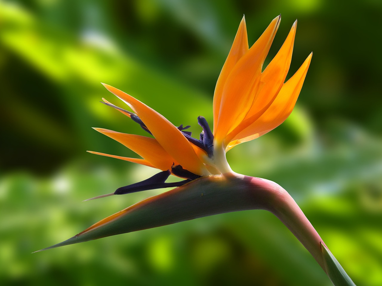 ¿Dónde poner la Strelitzia?