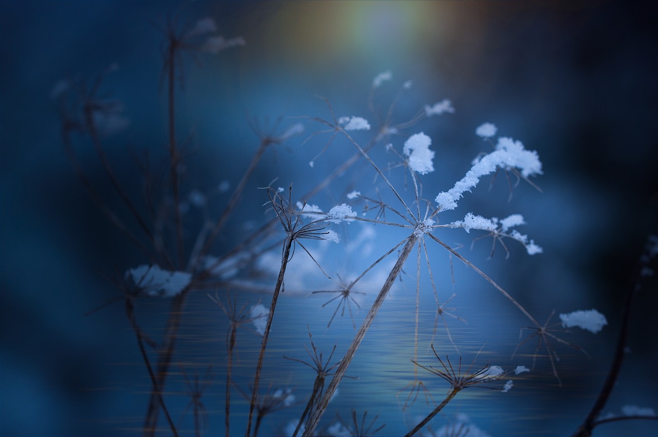 ¿Qué es mejor plantar en invierno?