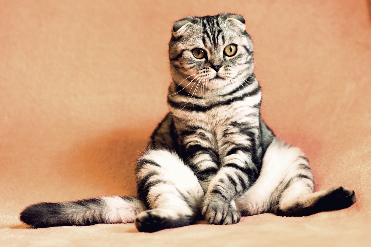 ¿Qué hacer si tu gato se quiere escapar?