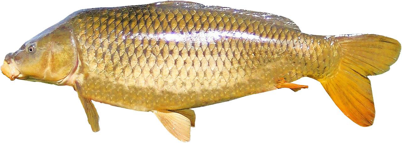 ¿Qué tan bueno es el pescado carpa?