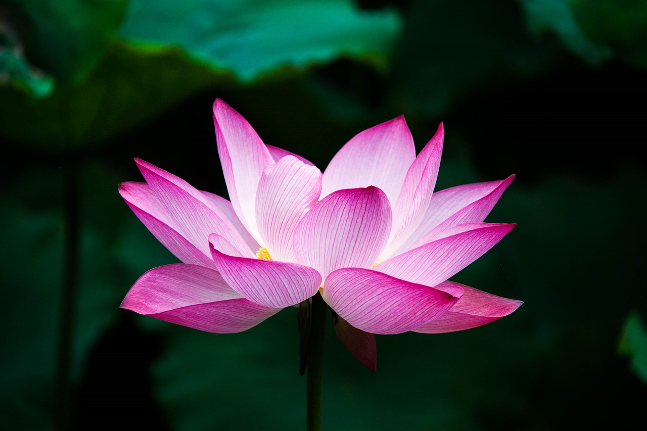 ¿Cómo mandar unas flores a Estados Unidos?