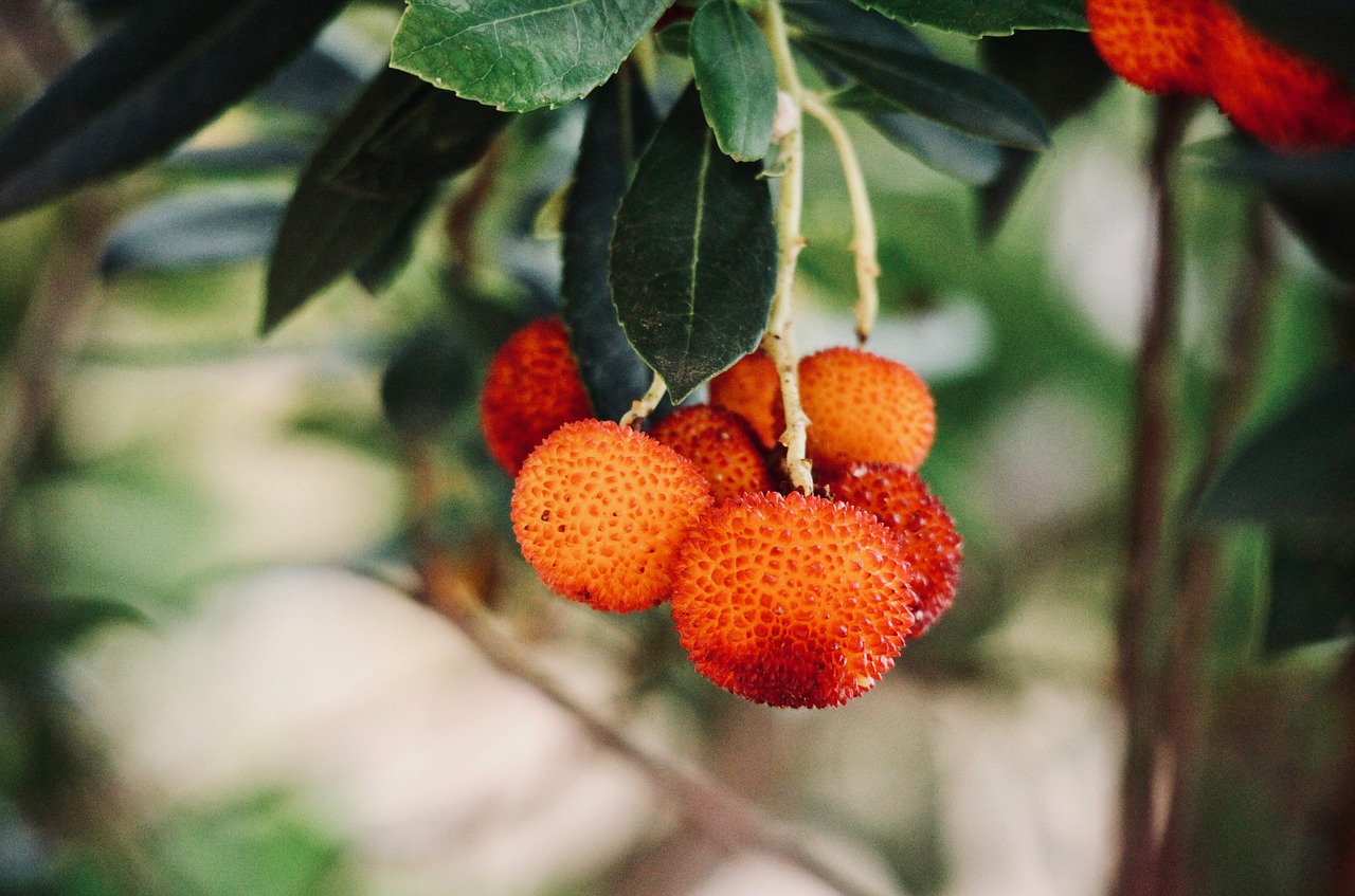 ¿Cómo se comen los frutos del madroño?