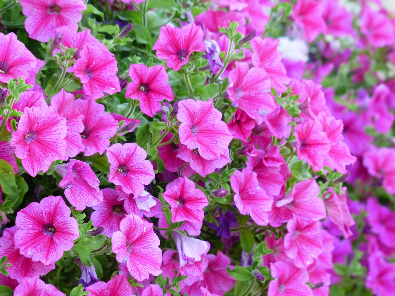 ¿Cuáles plantas son solanáceas?