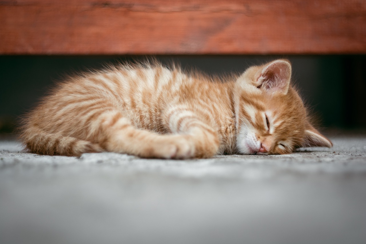 ¿Cuántas horas tienen que dormir las ninfas?