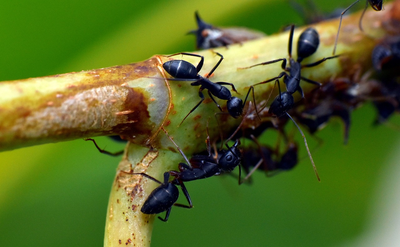 ¿Por qué hay muchas hormigas negras en mi casa?