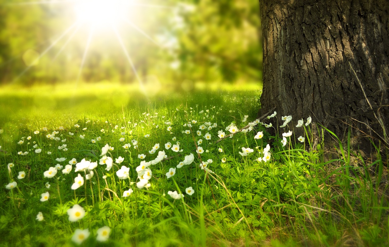 ¿Qué flor dura más tiempo cortada?