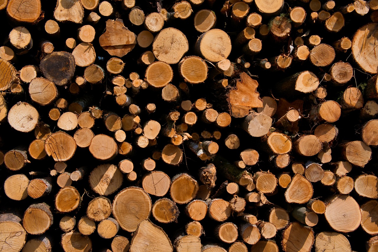 ¿Qué se debe hacer cuando se tala un árbol?