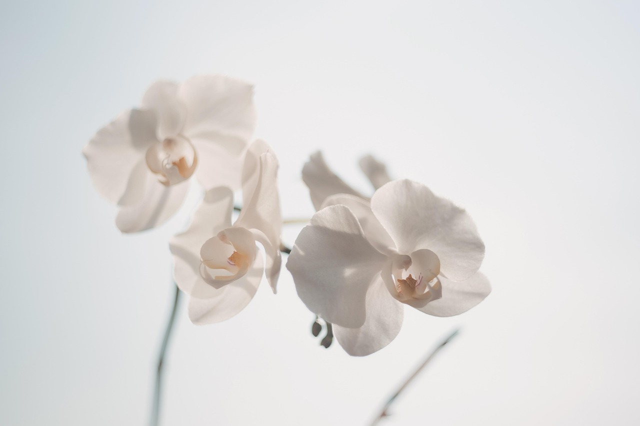 ¿Qué tipos de orquídeas hay?