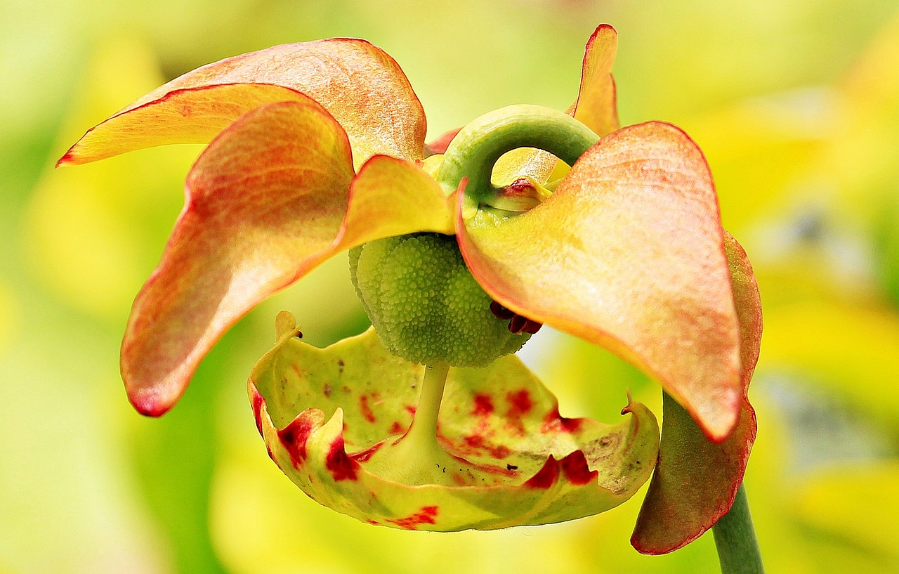 ¿Cuáles son los 3 tipos de plantas carnívoras?