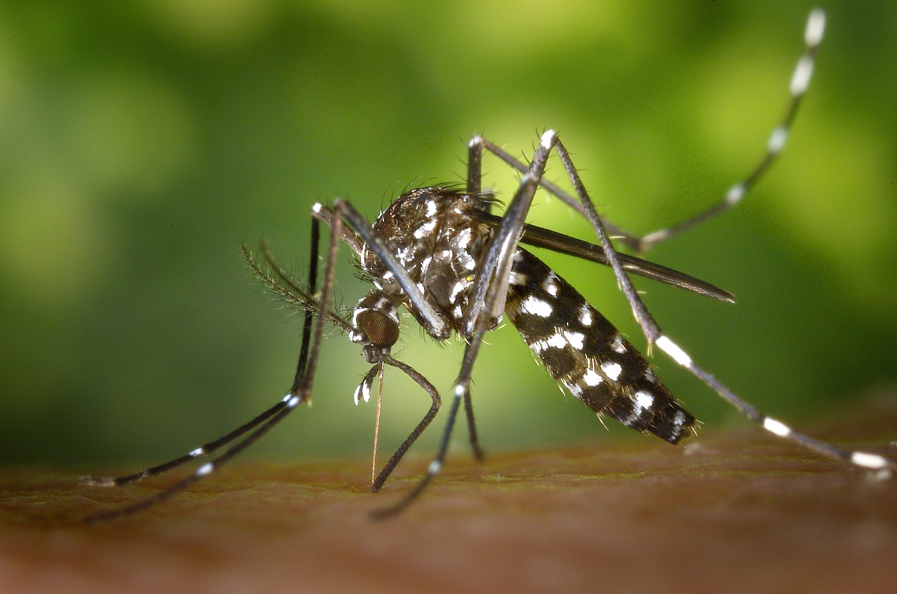 ¿Qué odian los mosquitos tigre?