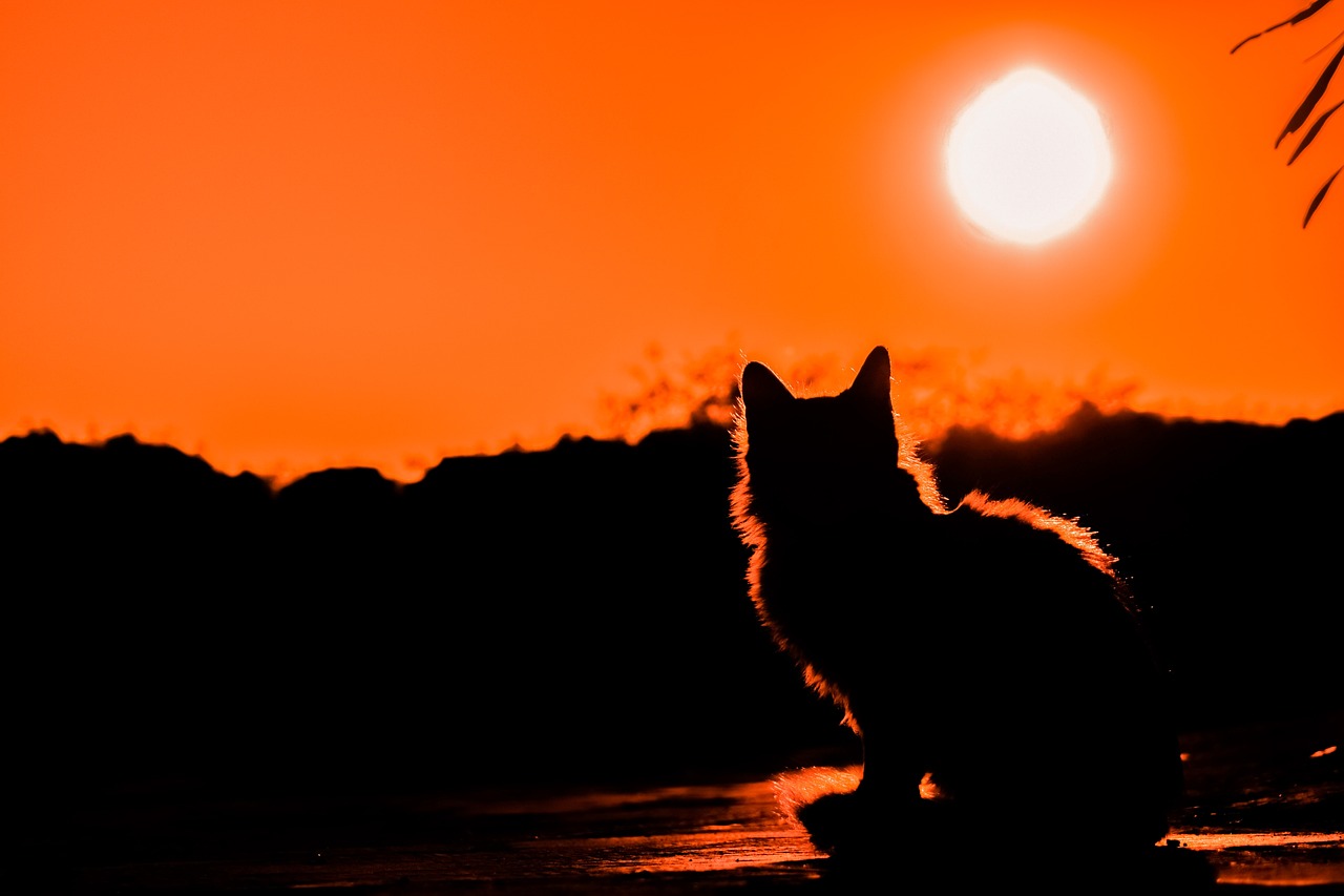 ¿Qué pasa si un gato se cae de un tercer piso?