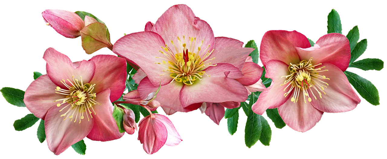¿Qué tiempo es bueno para cortar las plantas?
