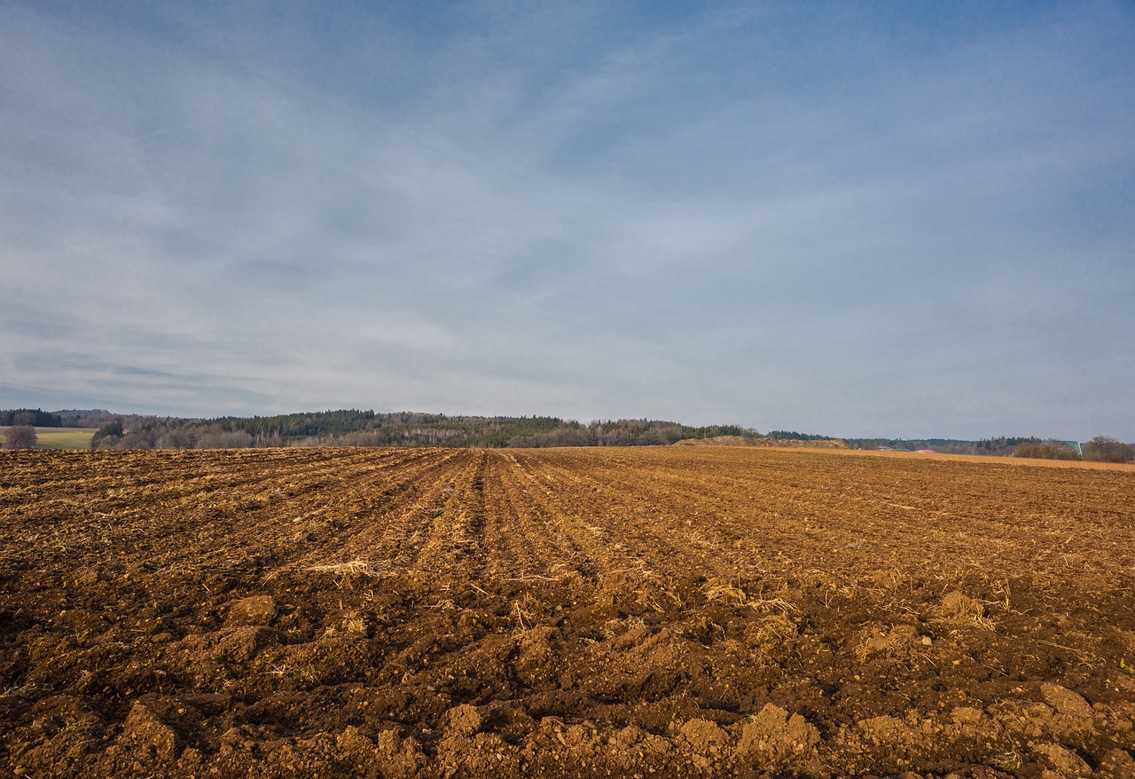 ¿Cómo preparar la tierra para trasplantar plantas?