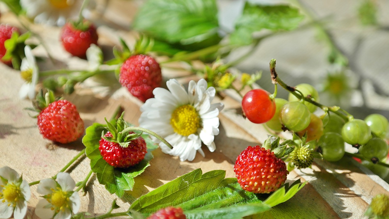 ¿Cuáles son los frutos silvestres?