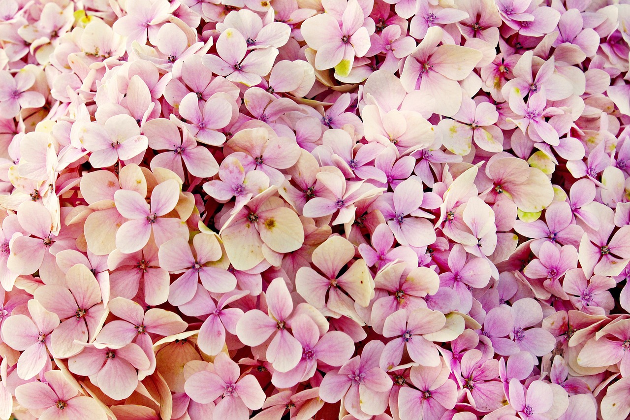 ¿Dónde ubicar las hortensias?