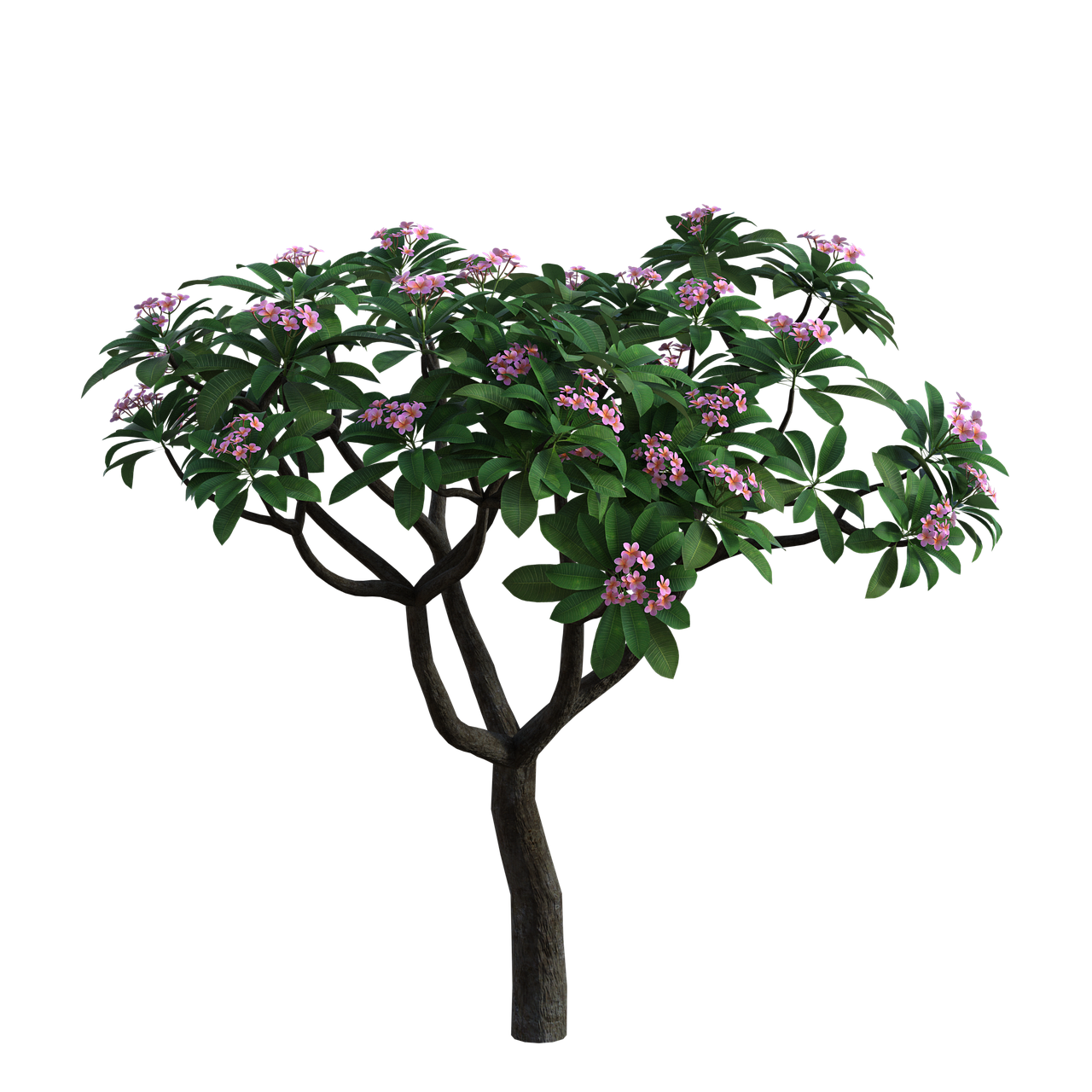 ¿Qué les gusta a las plantas de orquídea?