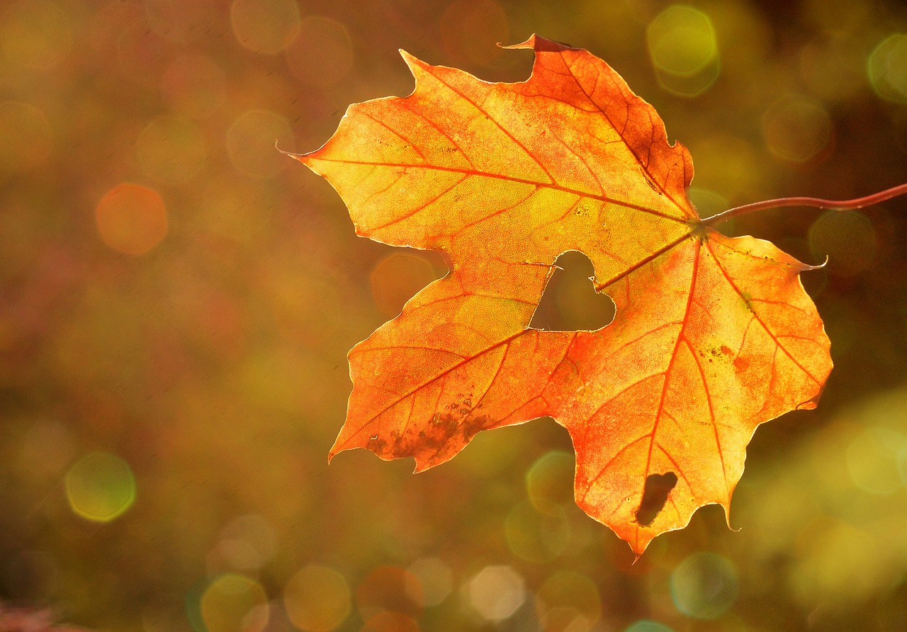¿Qué puedo decir del otoño?