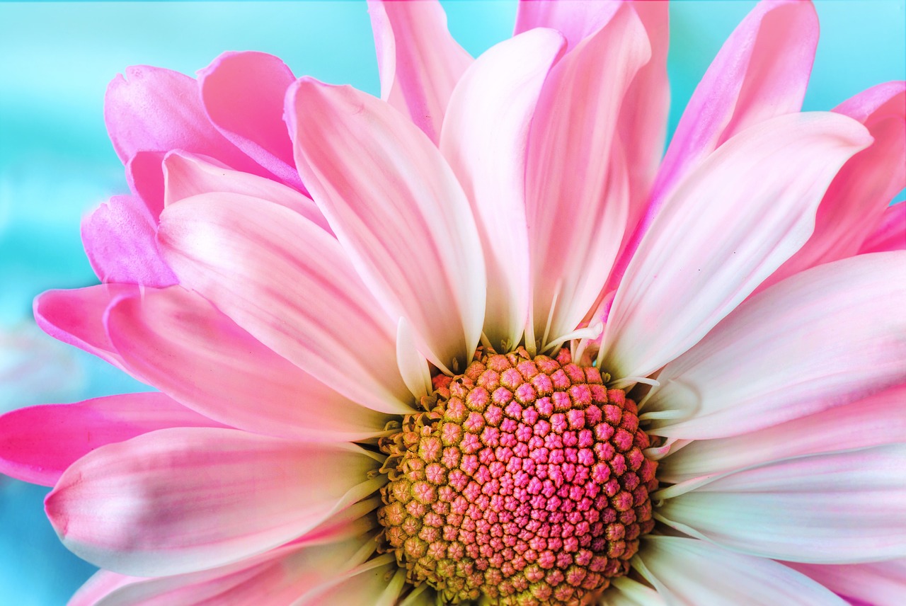 ¿Cuáles son los colores naturales de los tulipanes?