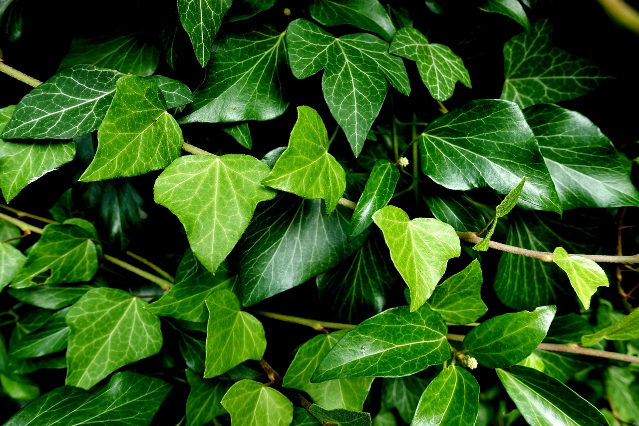 ¿Cuándo se plantan las plantas trepadoras?