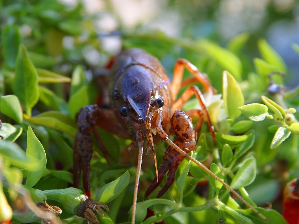 ¿Cuántas horas de luz necesitan las plantas de acuario?