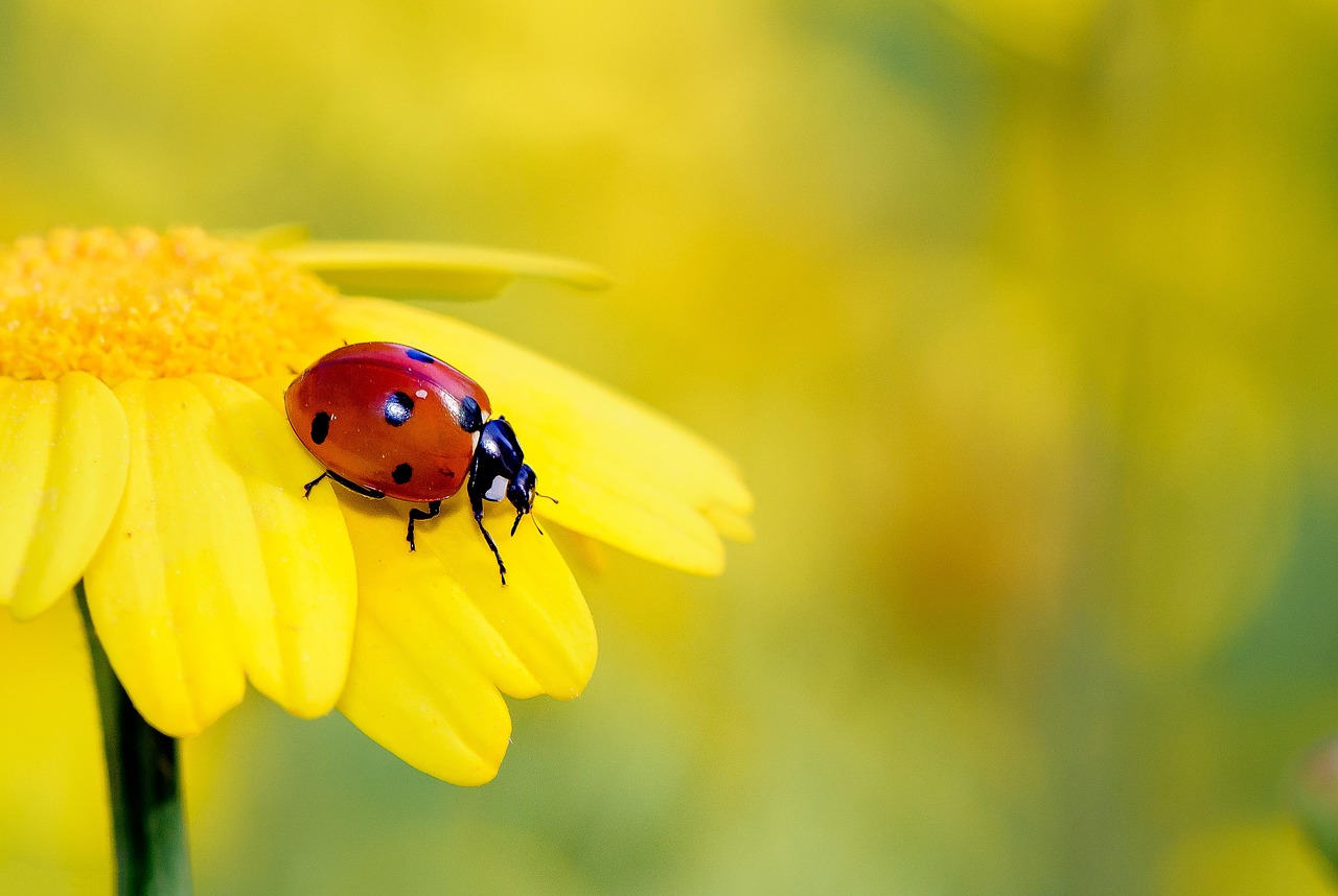 ¿Qué comen la mariquitas y dónde vive?