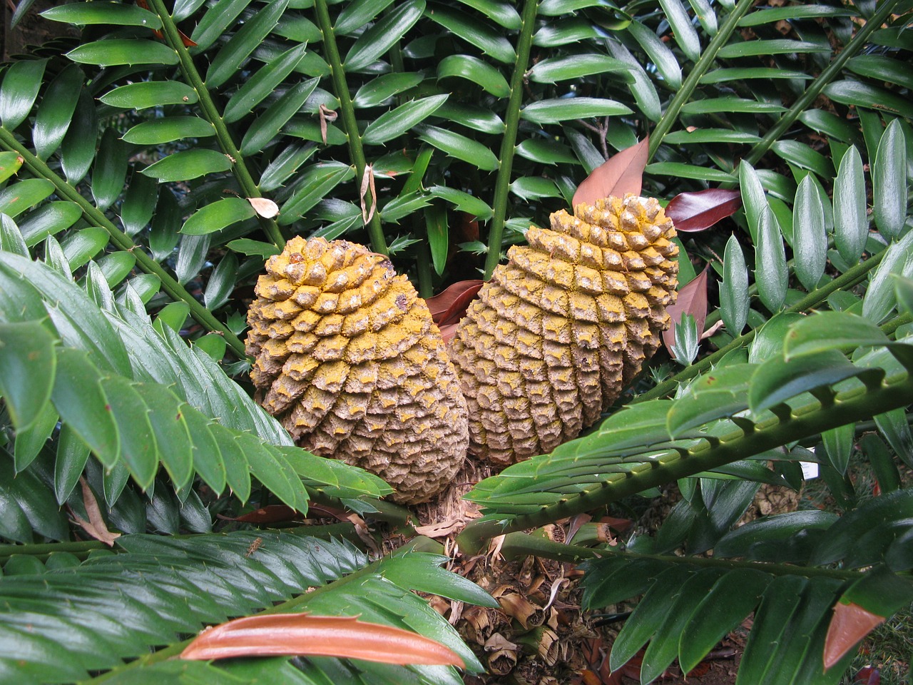 ¿Qué es un helecho arborescente?