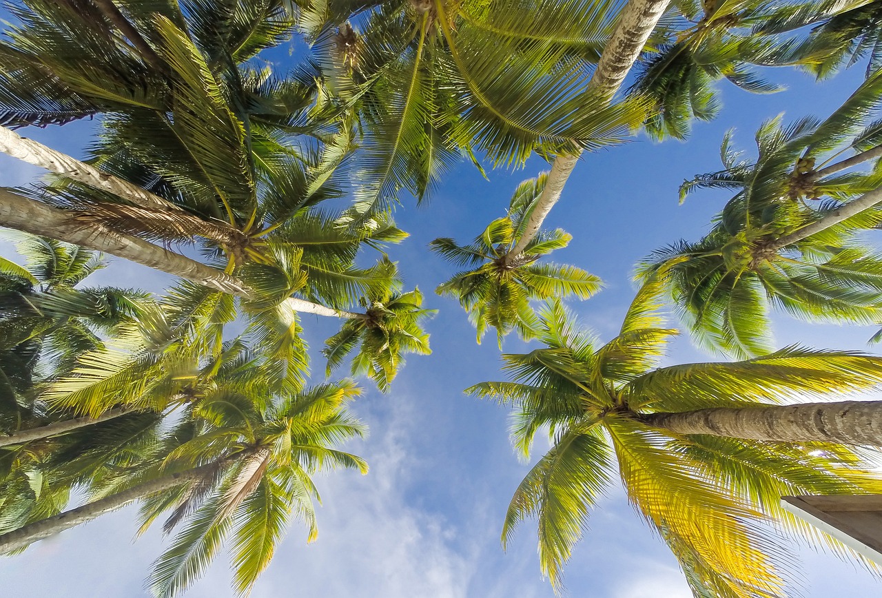 ¿Qué son los CoCos?