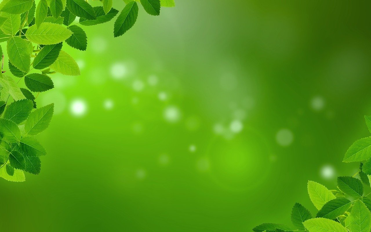 ¿Cuándo plantar menta en maceta?