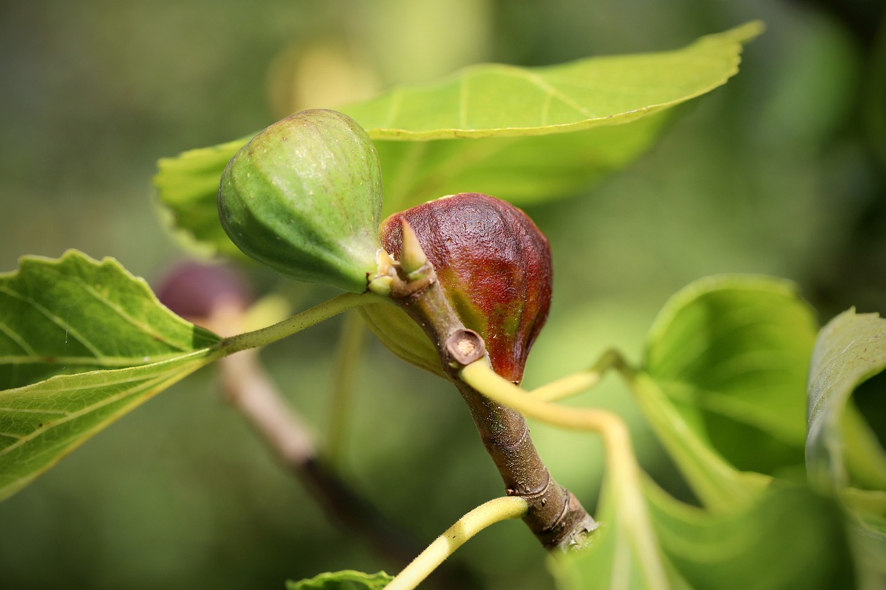 ¿Qué árboles son comestibles?