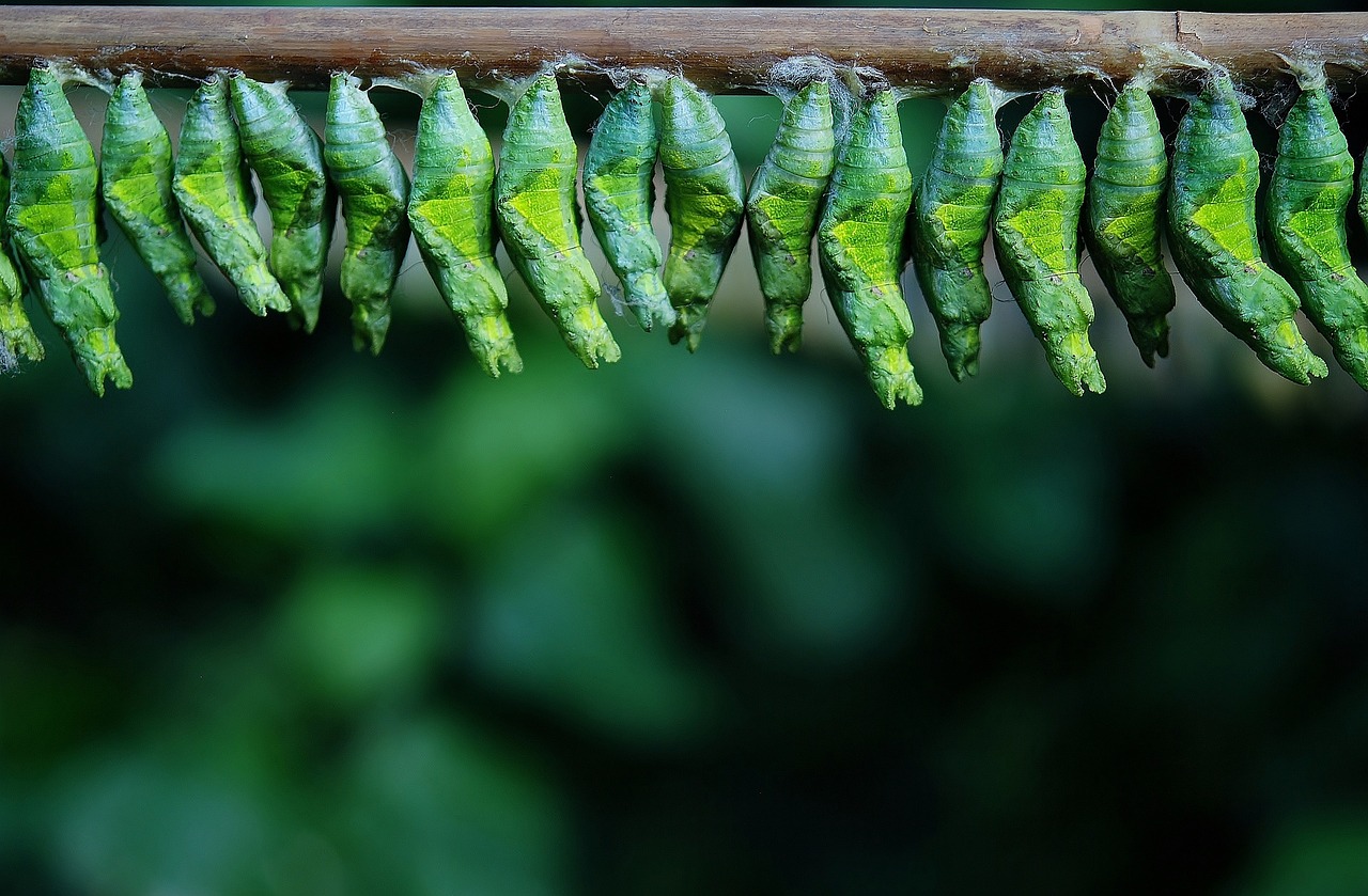 ¿Qué hacer si hay larvas en mi casa?