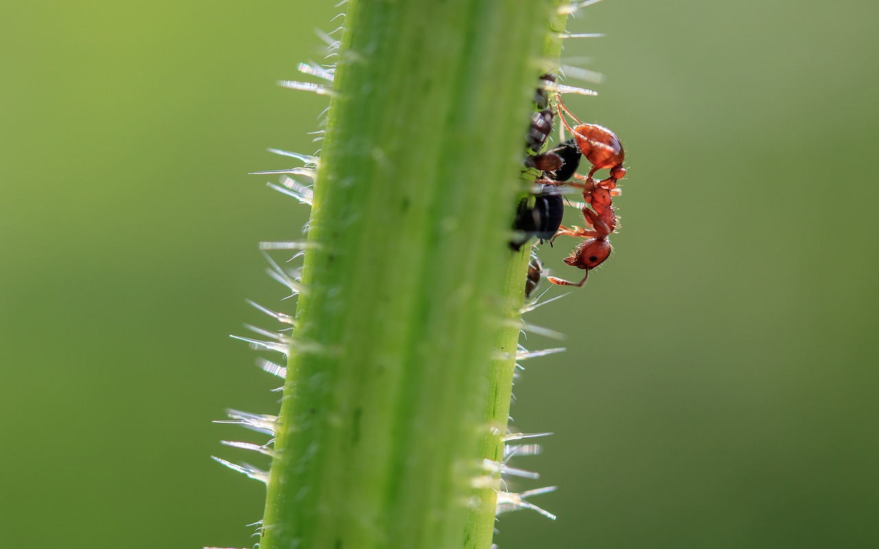 ¿Cómo deshacerse de los pulgones en las plantas?