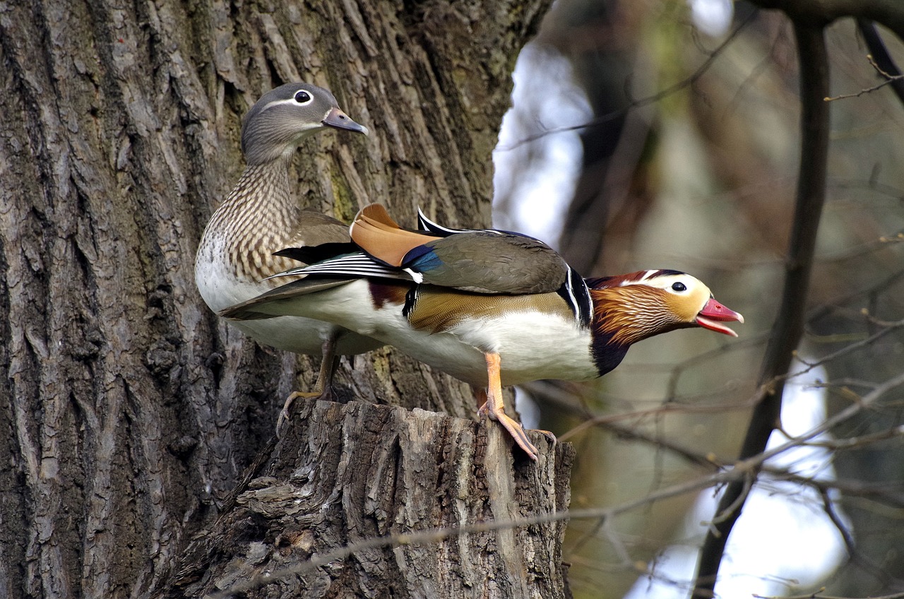 ¿Cómo hacer un nido para los patos?