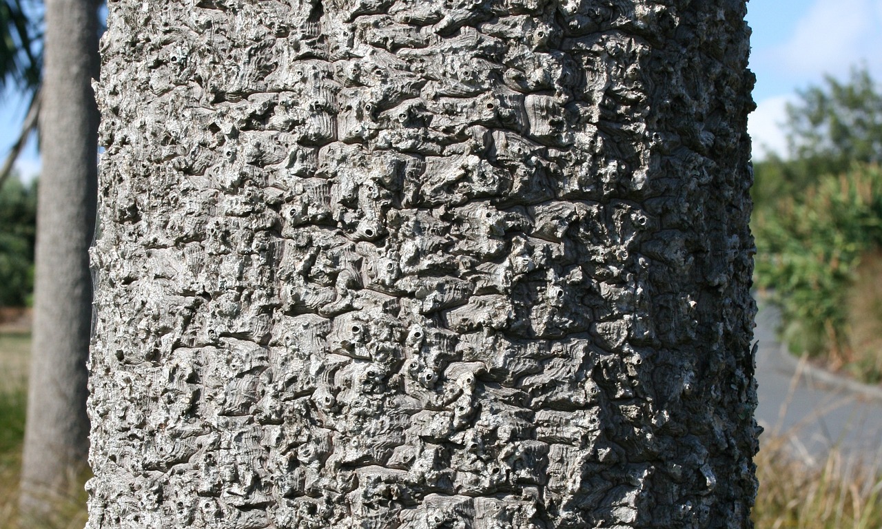 ¿Cómo se cuida la Cordyline?