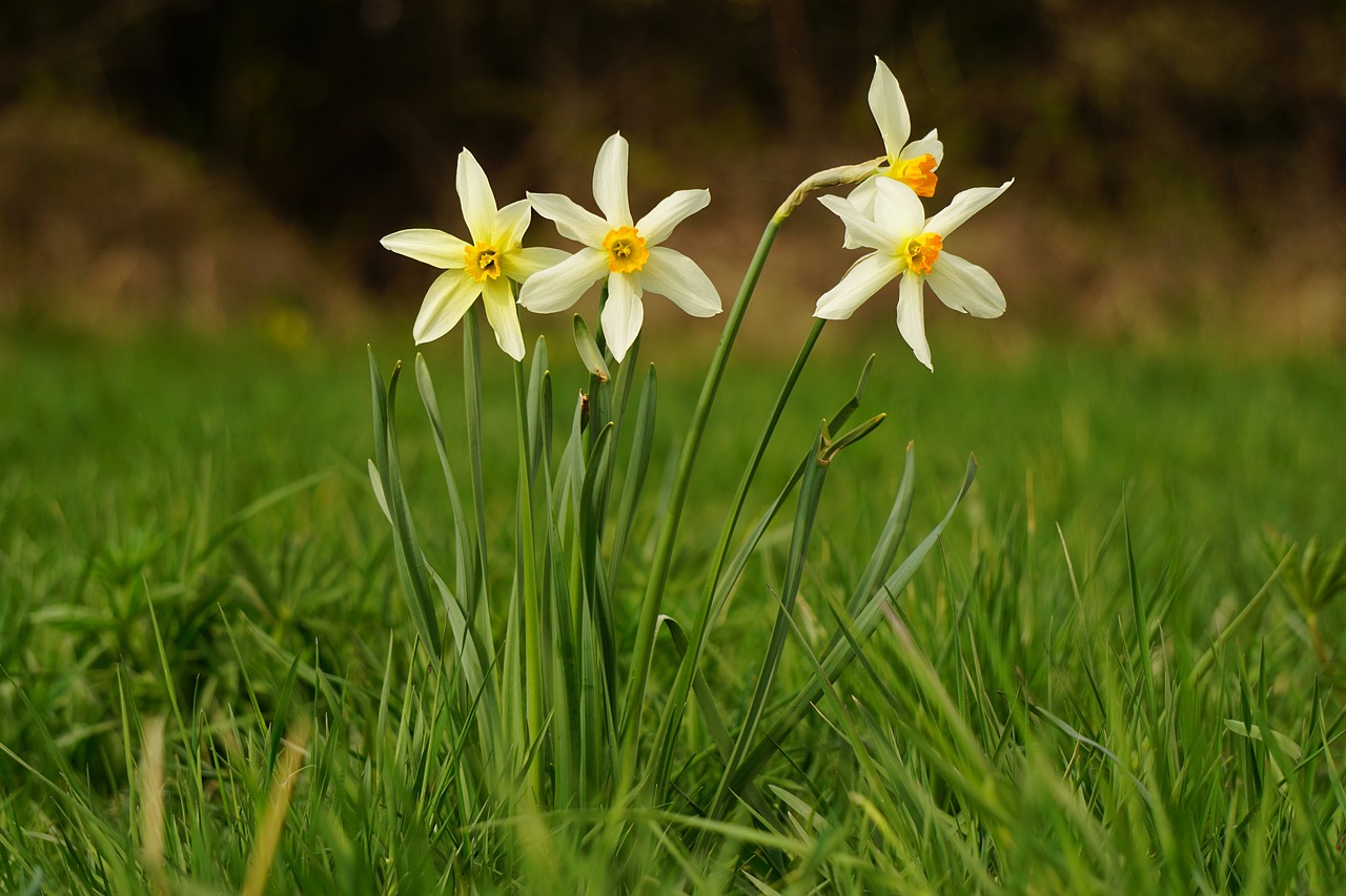 ¿Cómo se cultiva el narciso?