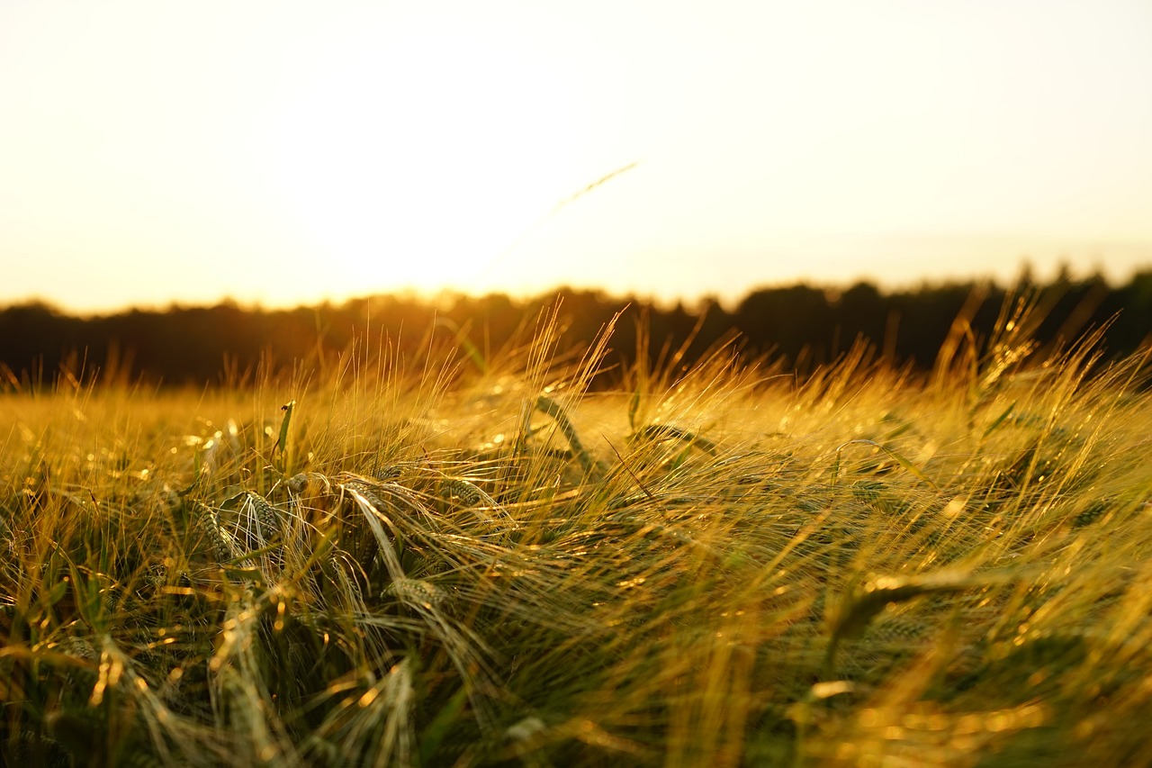 ¿Cómo se le llama al cultivo de la tierra?