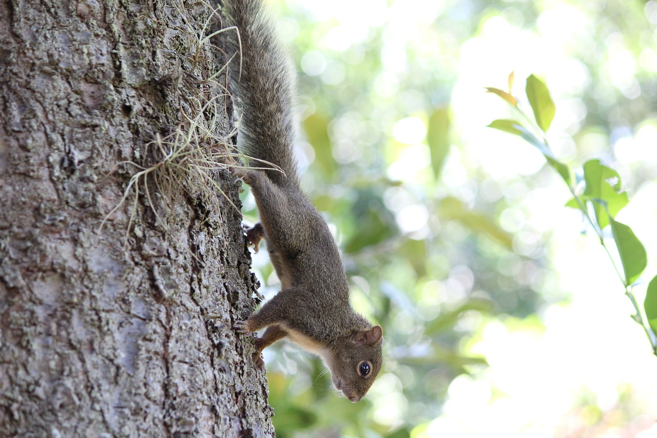 ¿Cuánto tarda en dar fruto el árbol de macadamia?