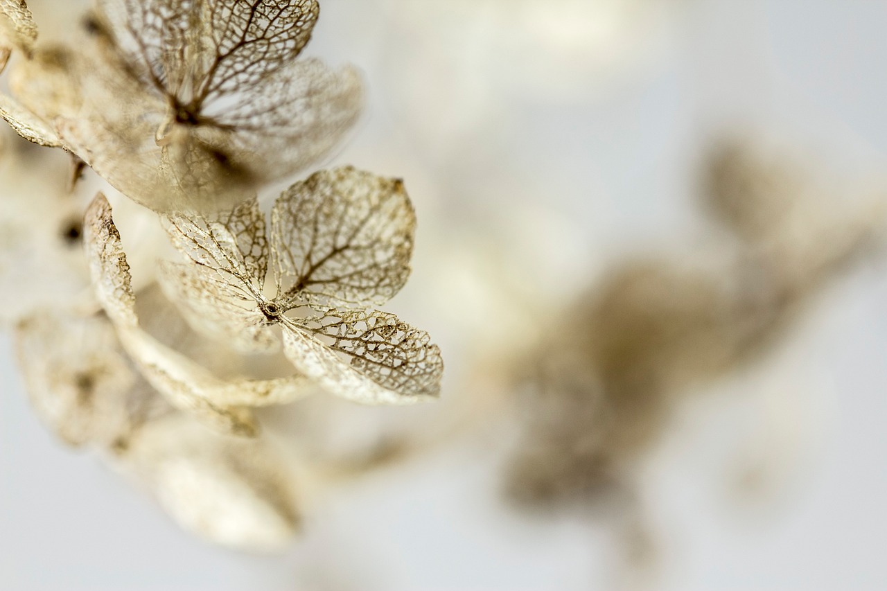 ¿Dónde plantar hortensias sol o sombra?
