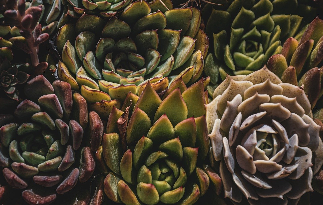 ¿Cómo conservar una rosa para toda la vida?