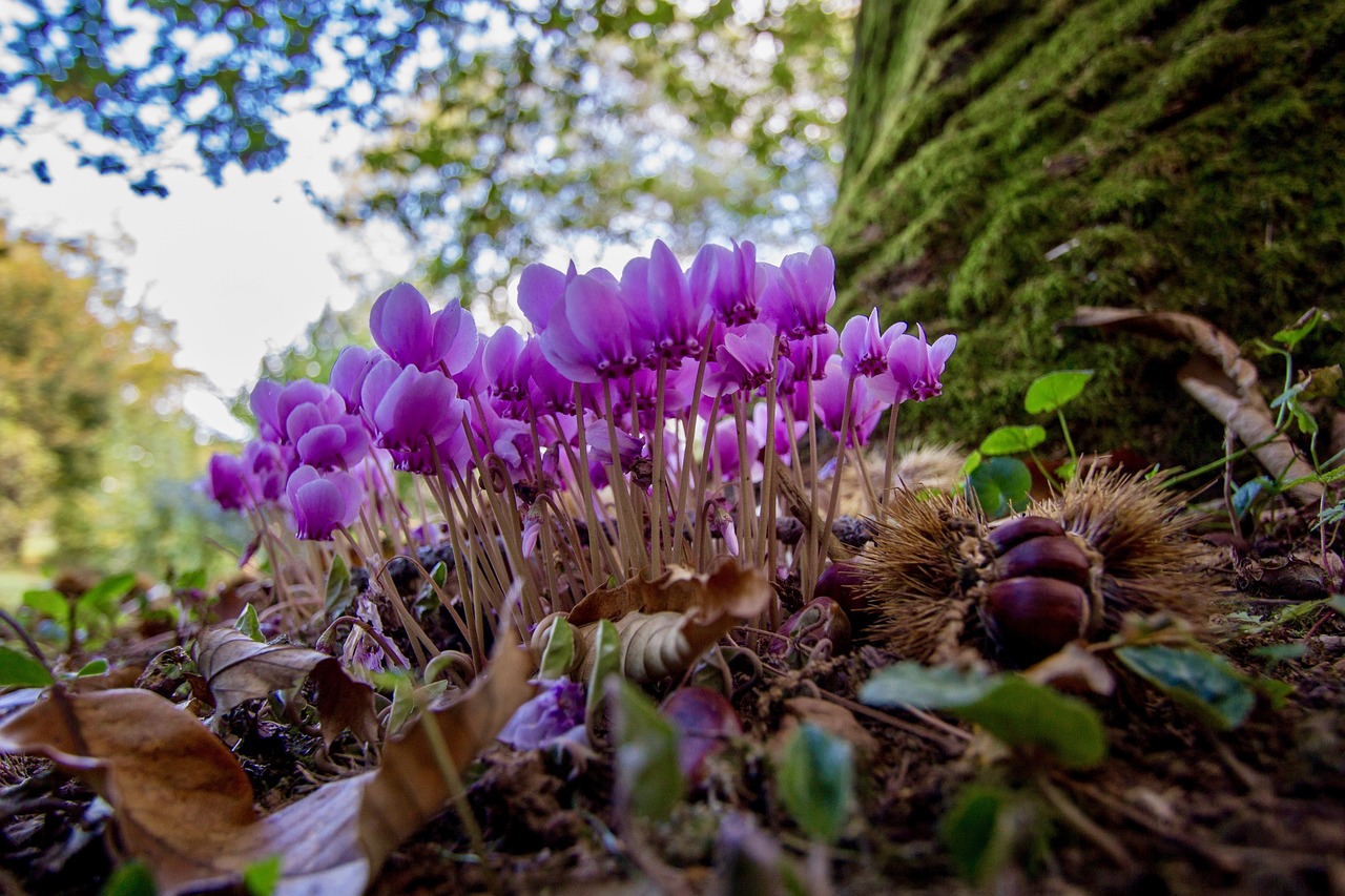 ¿Cómo se riega el Cyclamen?
