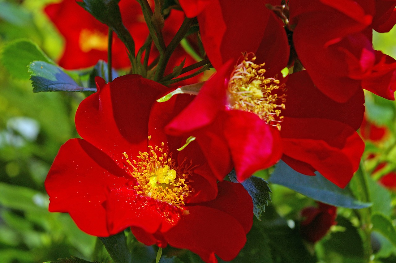 ¿Cuántas variedades de rosas hay?