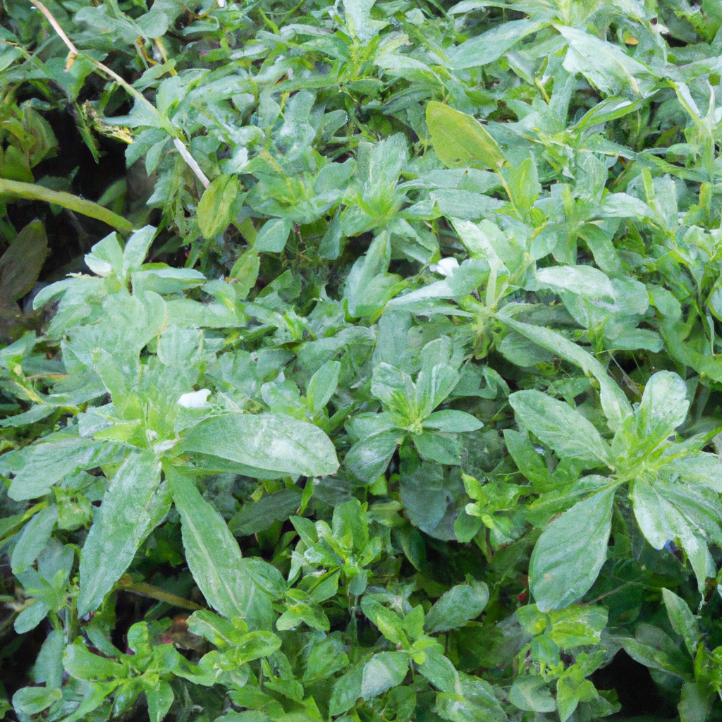 ¿Dónde se puede cultivar Stevia?