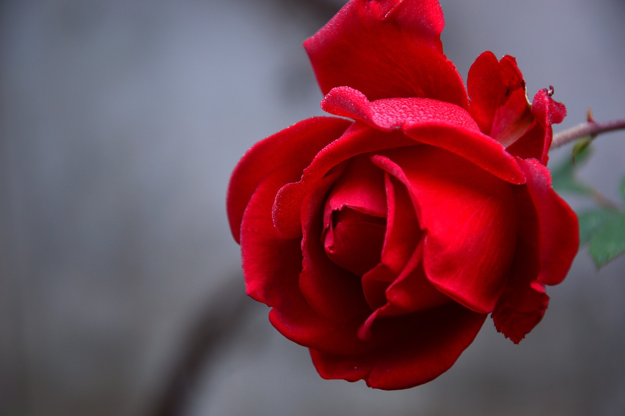 ¿Cómo se obtiene el color rosa?
