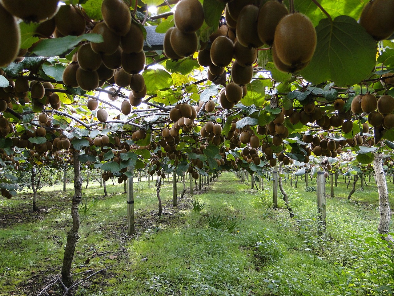 ¿Cómo se siembra la fruta de granada?