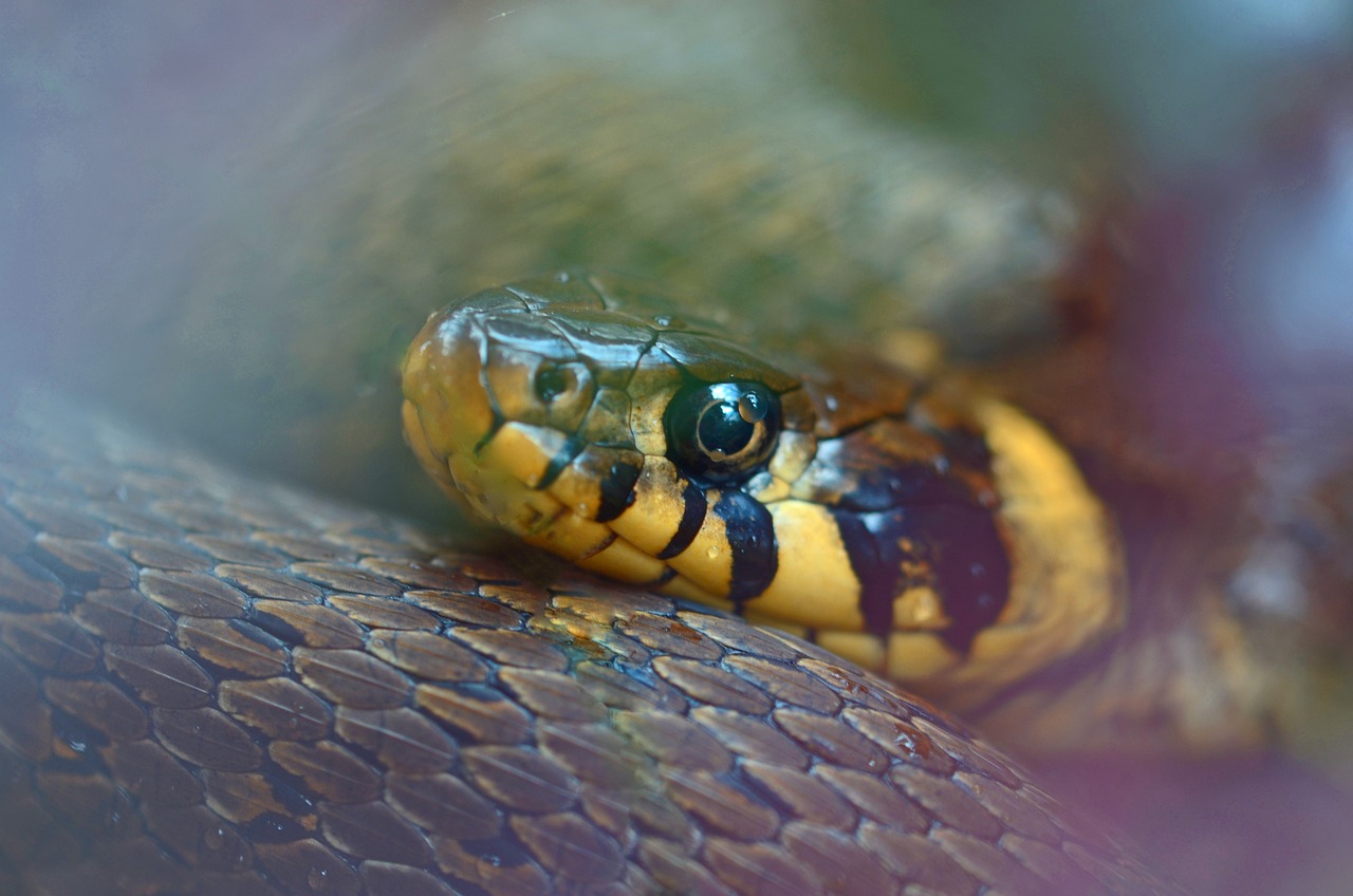 ¿Qué culebras se pueden tener de mascota?