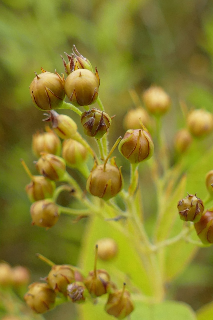 ¿Cuándo se plantan bulbos de otoño?