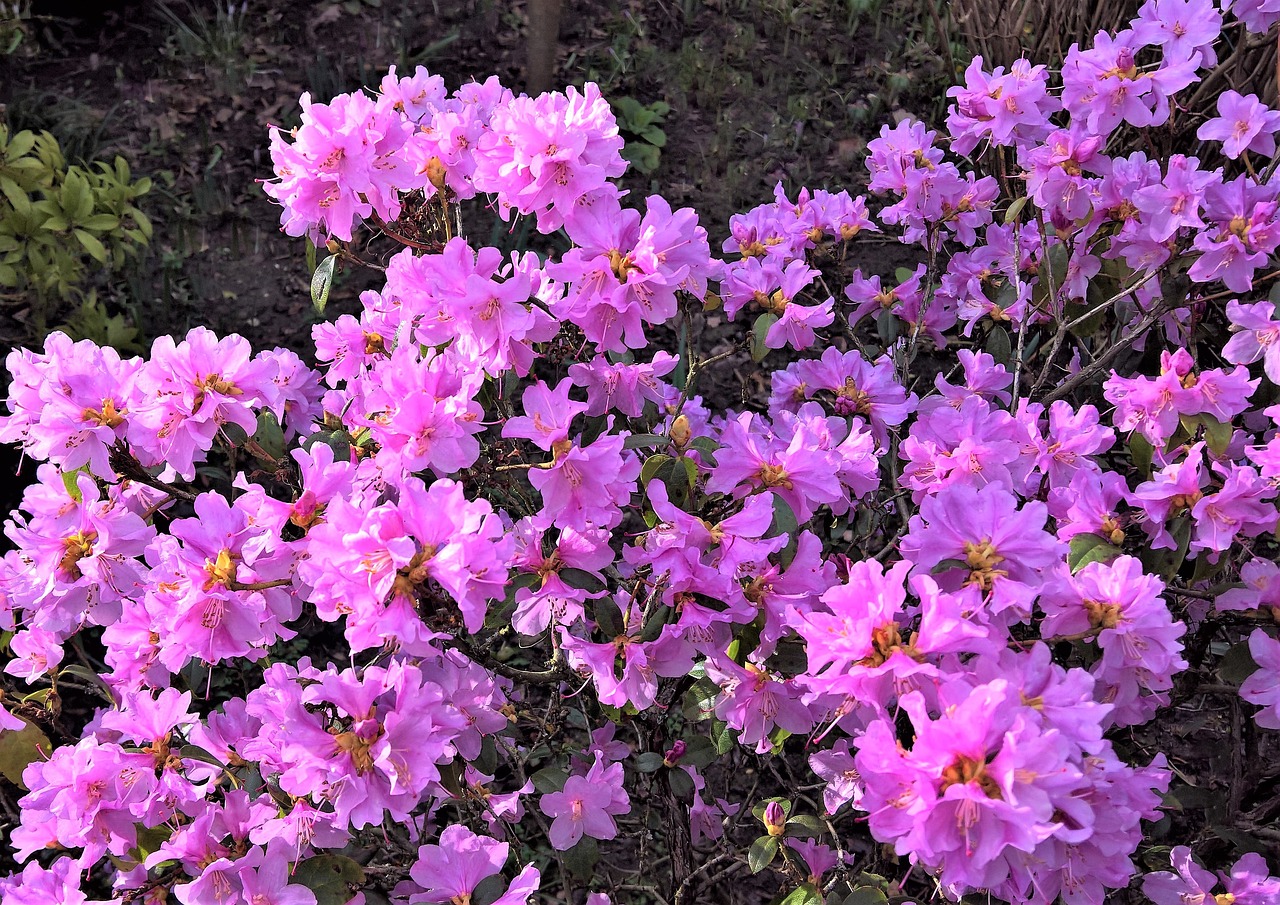 ¿Dónde poner las azaleas en casa?