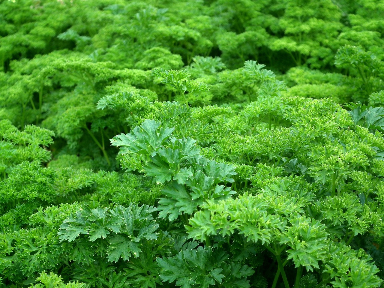 ¿Que se cultivan en las huertas?