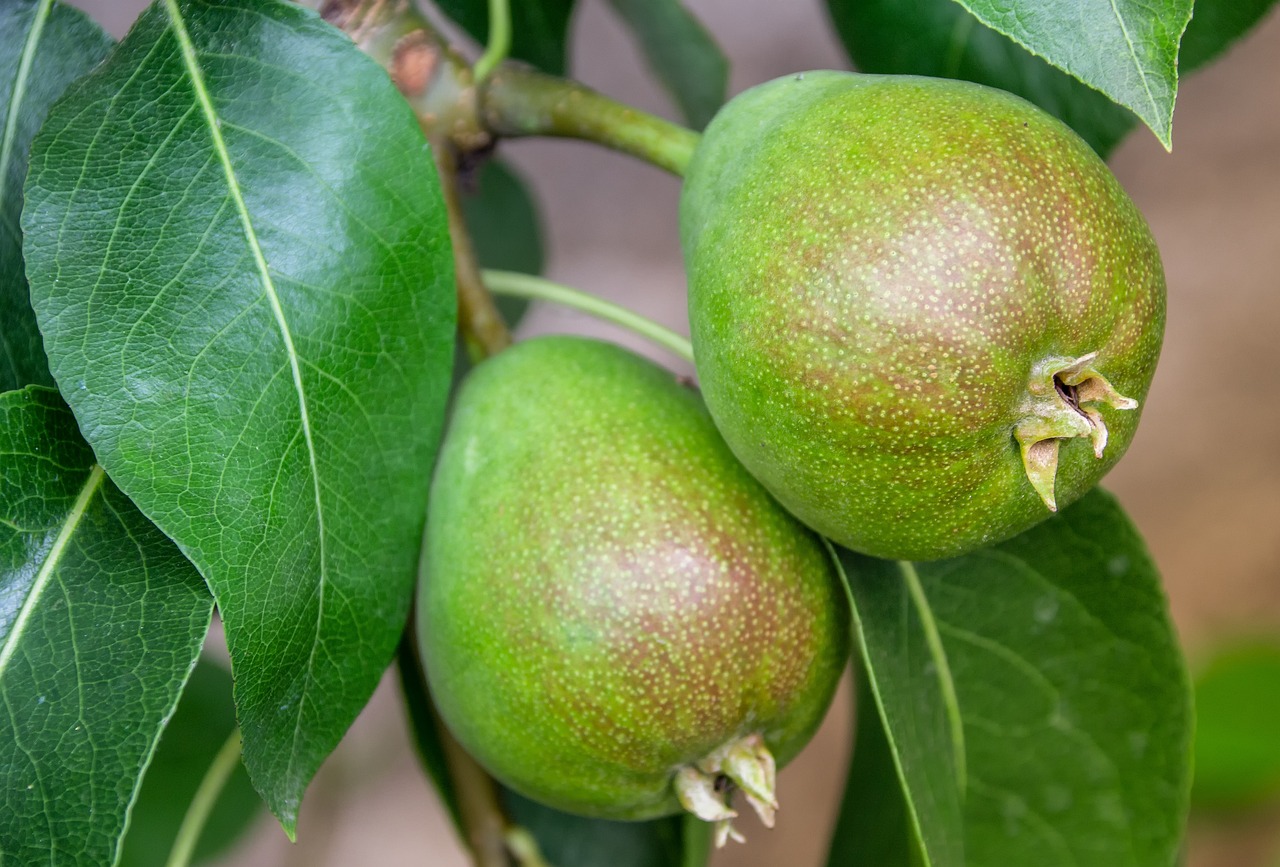 ¿Qué tan rápido crece un limonero?